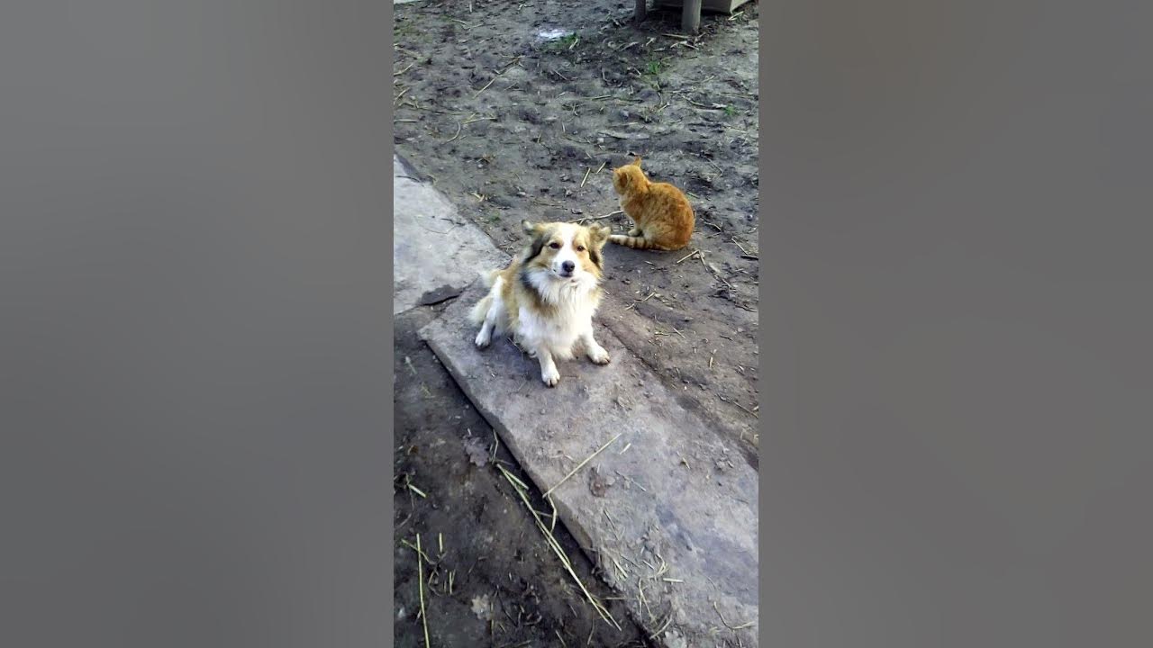 Друзі. Кот рыжый. Рижий кіт. Рижики красені :) Рыжый рыжый .... Рижий ...