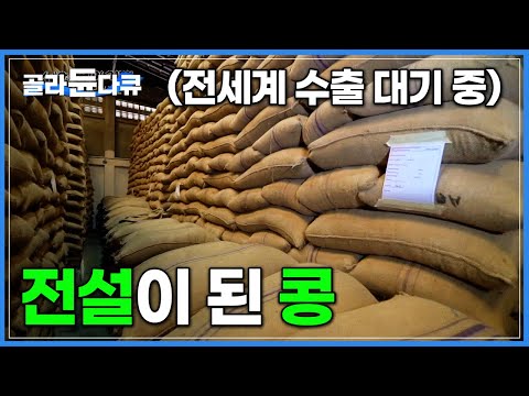 서로 사 가려고 안달 난 콩의 정체│최적의 로스팅부터 깐깐한 테스트까지 완벽을 추구하는 커피 가공 공장│세계 3대 커피 <strong>원두</strong> ‘자메이카 블루마운틴’│세계테마기행│#골라듄다큐