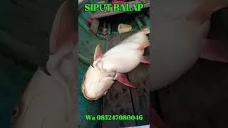 Siput balap angkat babon