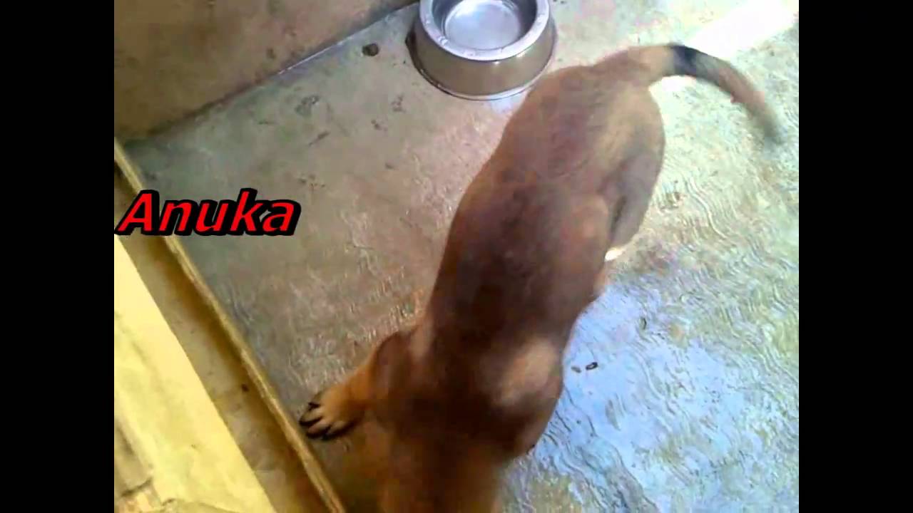 upload image Argus y Anuka