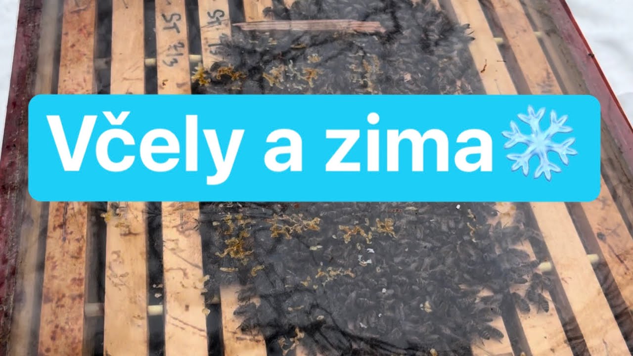 Jak jsou na tom včely v lednu, prolety v mrazech, masivní 💩vykálení💩 a bucka preferující dřevo?