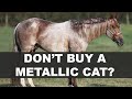 Dont buy a metallic cat horse in 2023