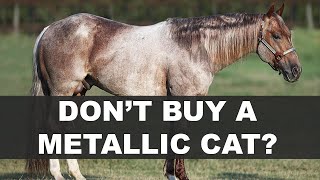 Don't buy a Metallic Cat Horse in 2023?