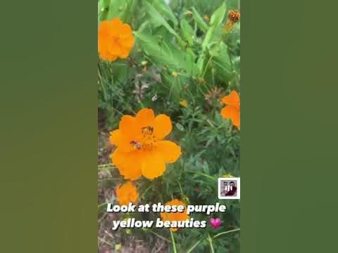 Are these sweat bees? #barbies #pollinators #pollinatorgarden #