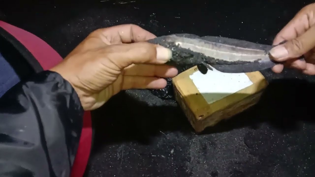 INi namanya ikan apa ya mas bro