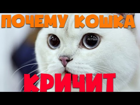 Почему кошка кричит или громко мяукает | Причины крика у кошек | Кошка кричит ночью