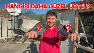 Yavru Taklacı Güvercinleri İlk Kez Uçuruyoruz Sonuç ?