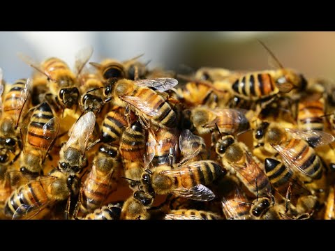 Wideo: Trujący miód – czy pszczoły mogą wytwarzać miód z toksycznych roślin