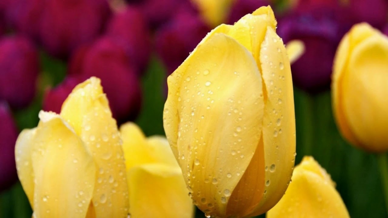 My Favorite Flower - YouTube