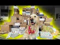 DOG GETS OVER 150 PRESENTS FOR CHRISTMAS!