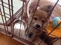 柴犬だいふく（子犬編）だいふくが家にやってきた！ [ Shiabinu Daifuku as a puppy 6 ]