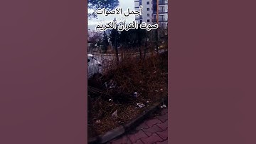 #القارئ ♥️ماهر المعيقلي قران كريم بصوت جميل #المصحف #راحة_نفسية #تصويري#الرحمن #اكسبلور
