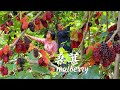桑葚吃到饱，做成桑葚酒、桑葚糖和桑葚花茶，酸甜的蜜饯果酒果饮丨mulberry【闽湖阿嬷Fujian Grandma】