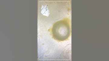 Banana Under a Microscope – You Won’t Believe This! 🍌🔬🤯