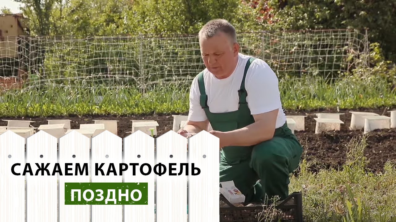 Дни мая для картофеля