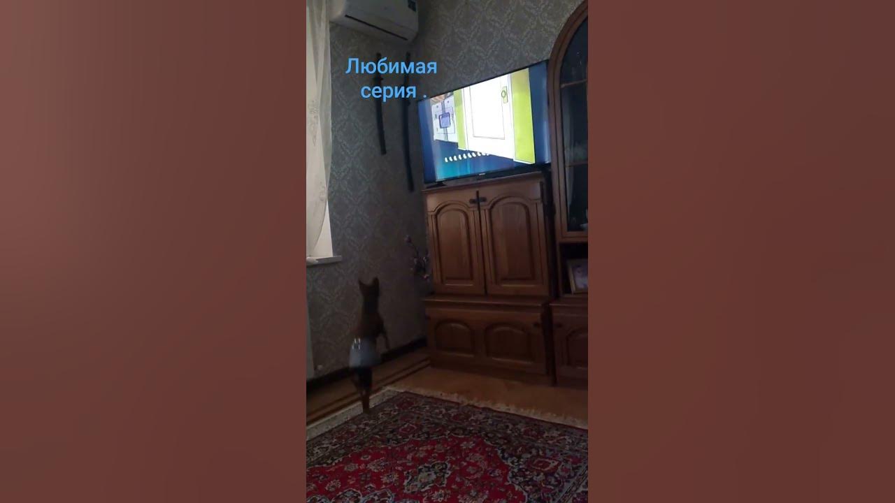 Зевс смотрит любимый мультик. - YouTube