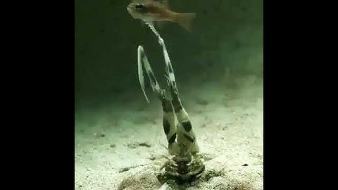 This Mantis Shrimp is a Spearer 😎💙🏹#shorts #ytshorts #animals