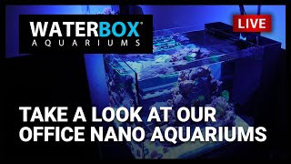 Episode 35:  Take a Look at our Office Nano Aquariums