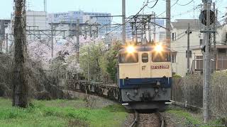 桜をバックにEF65 2096号機牽引の74レ貨物列車を撮影しました。(R6.4.8)