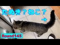 【脱走を阻止する猫145】我が家の玄関大戦争(猫チャンネル)(Escape prevention cat)