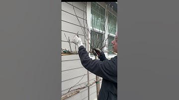 How to Prune Espalier Trees to Maximize Production #espalier #pruningtips #fruittrees #winterpruning