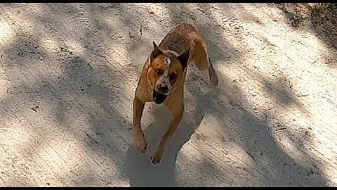 Dog Attacks with Amputee Cyclist Aaron Smith of Gainesville TX in Callisburg, TX 6/19/2022
