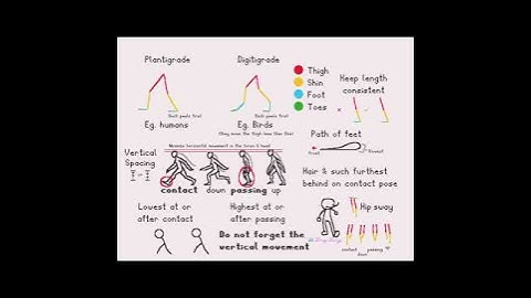 Walk Cycle Tutorial - Bipeds #animation