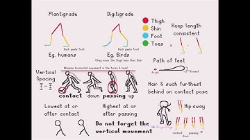 Walk Cycle Tutorial - Bipeds #animation