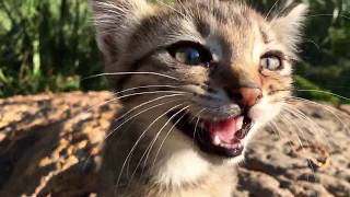 Get ready to hear the most adorable roar ever