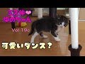 【子猫 成長記録19c】可愛らしいステップが躍ってるように見える♩【cute kitten 19c】