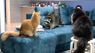 A GANG OF CATS SURROUNDED THE RACCOON