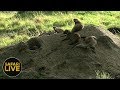 safariLIVES: Episode 28