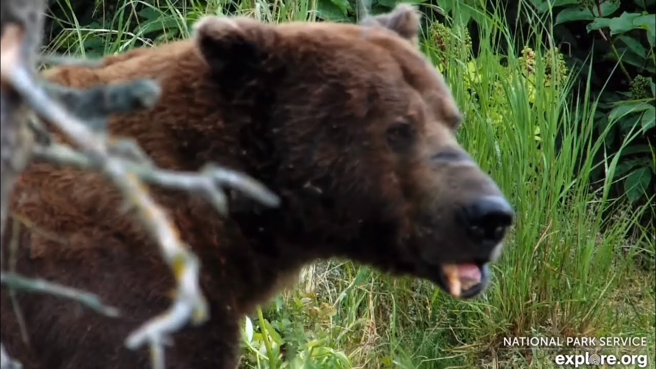 32 Chunk Has Returned to His Kingdom (explore.org RF/BF cams) 7.6.25