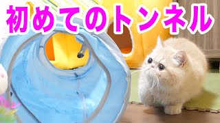 修正作品　プカプカ猫 Amazon.co.jp: ネコカップ ビオベージュ | ネコ型カップ