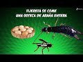 TIJERETA SE COME UNA OOTECA DE ARAÑA ENTERA