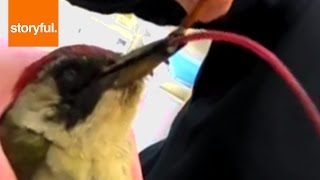 Hungry Woodpecker Sticks Out Insanely Long Tongue (Storyful, Wild Animals)