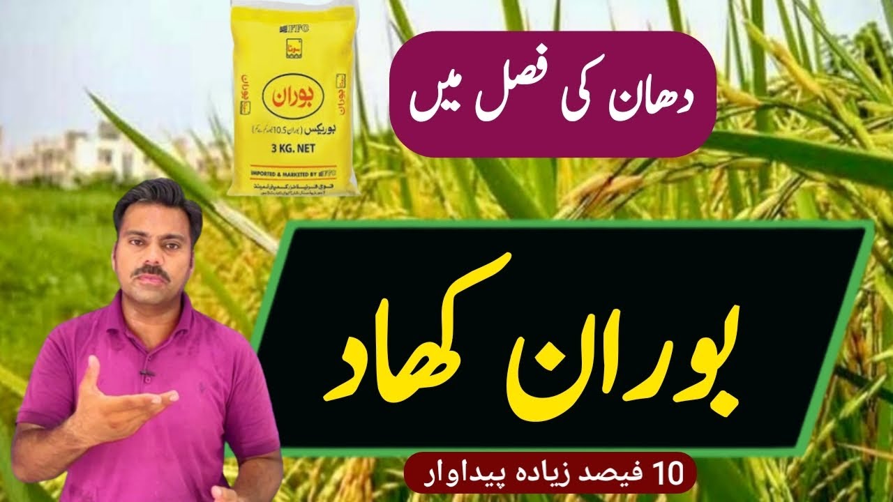 Abid Rice How to use boron in rice crop | Boron role in paddy crop | Abid Ali ...