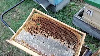 Окончательная подготовка пчёл к зиме.