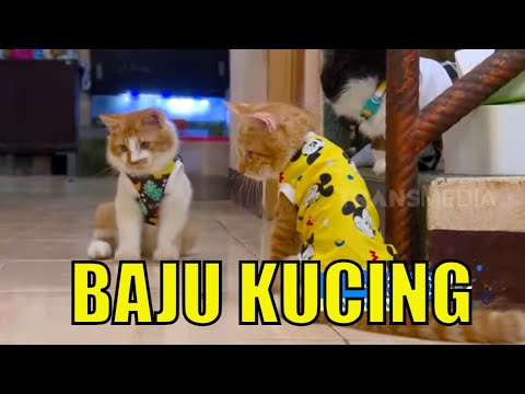 Video: Cara Mengikat Baju Kucing