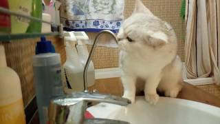 2016 12 10 Пьющий британский кот!))))) Продажа!!! 2016 12 10 Пьющий британский кот!))))) Продажа!!!