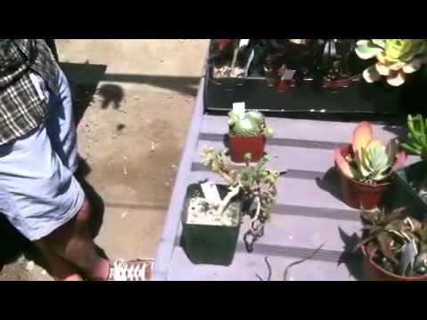 Exotic Gardens - San Diego, CA - June 4th, 2014 - YouTube