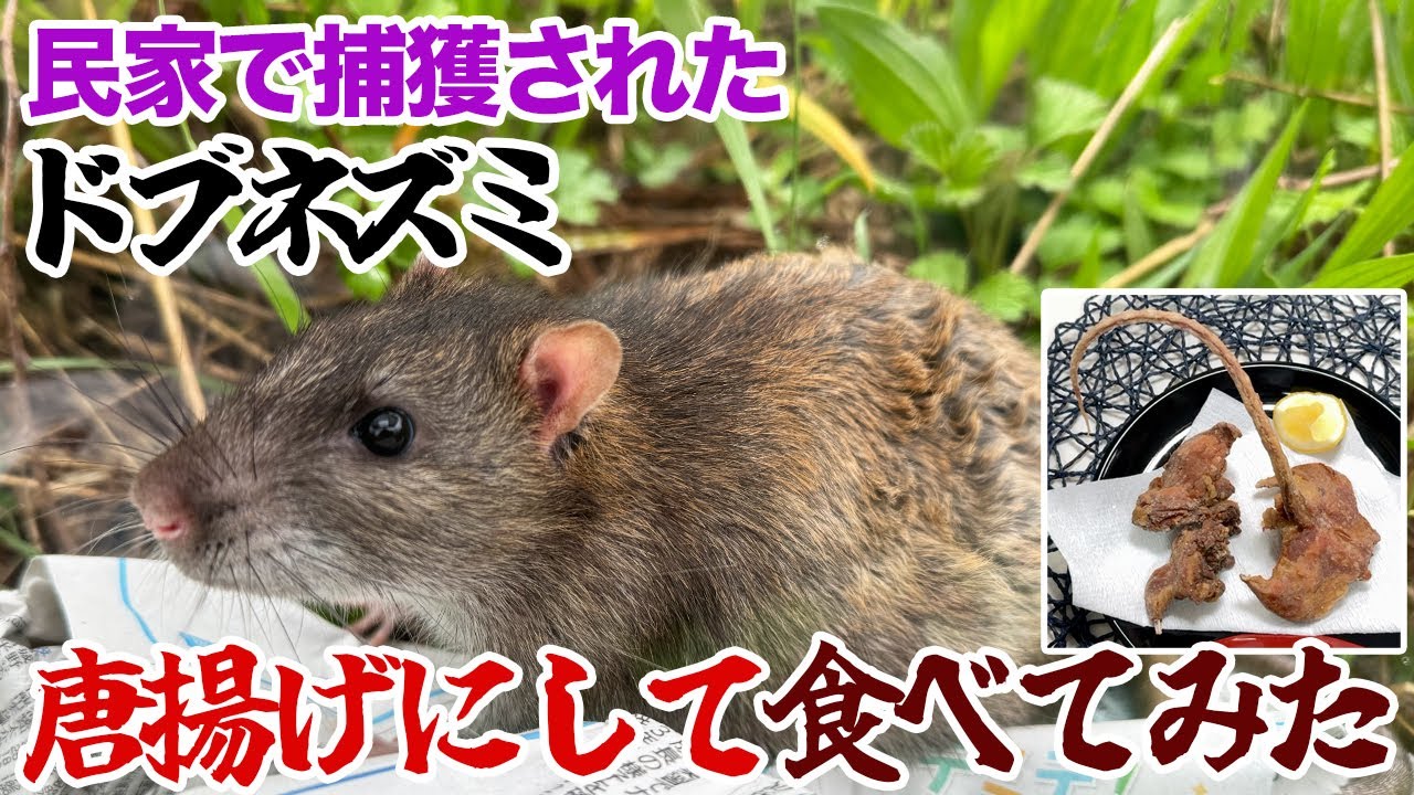 民家で捕獲されたドブネズミ、唐揚げにして食べてみた - YouTube