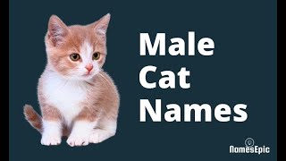 20 Best Male Cat Names | Boy Cat Names | Top Cat Names by NamesEpic 32,349 views 2 years ago 1 minute, 40 seconds