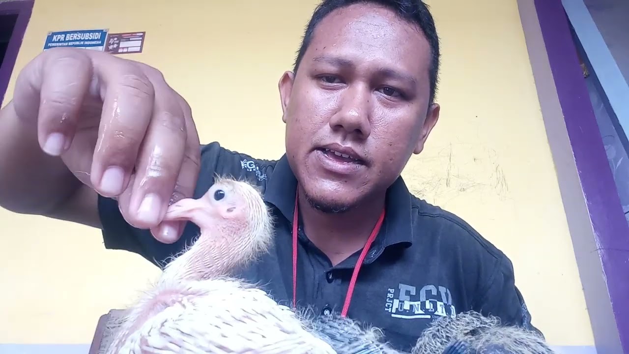 ANTI GAGAL!!! Tips meloloh piyik merpati FF dengan botol...