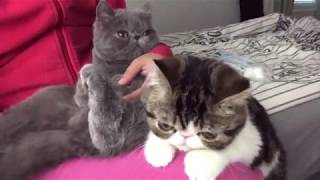 Exotic Shorthair  - Daily Routine by Exotic Shorthair KSU 84,085 views 4 years ago 4 minutes, 59 seconds