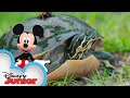 Wetlands 🐢 | Disney Animals | Mickey Mouse Funhouse | @Disney Junior