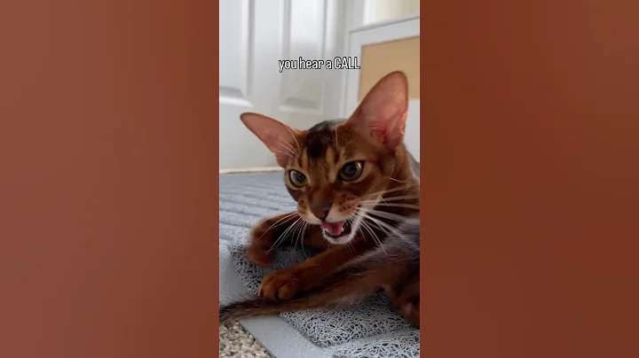 Video 11373061: cute abyssinian cat, kitten talking