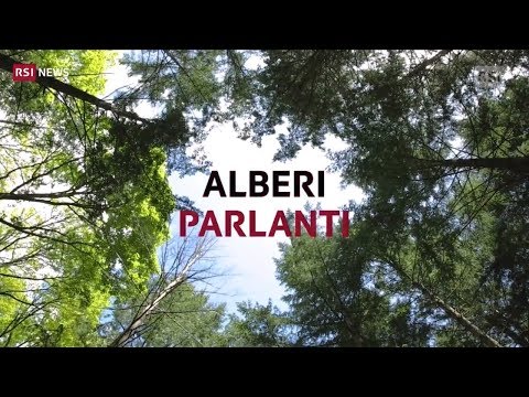 Video: Che clima c'è nella foresta?