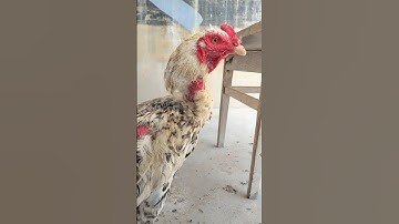 Java Aseel Rooster 🐔 || #rooster #aseel #shorts #virslshorts #aseelmurga