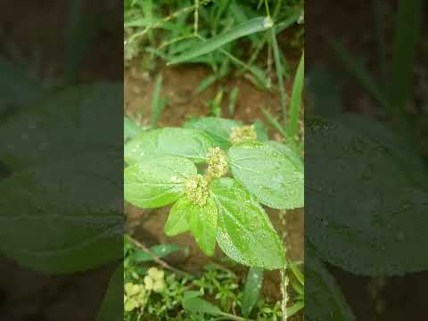 וִידֵאוֹ: משפחת Euphorbiaceae: תיאור ותפוצה